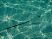 image of stingray