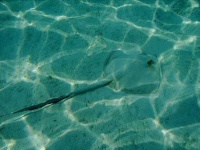 image of stingray #0