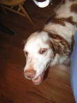 image of brittany_spaniel