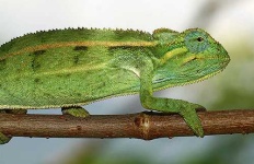 image of african_chameleon