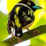 image of bird