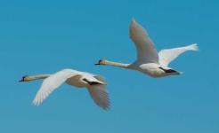image of animal