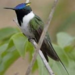 image of bird