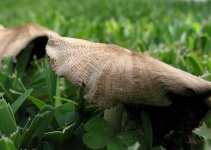 image of mushroom