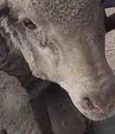 image of animal