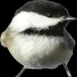image of bird