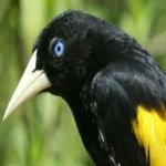 image of bird