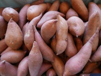 image of sweetpotato #8