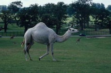 image of arabian_camel