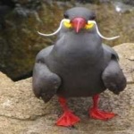 image of bird