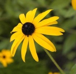 image of flower
