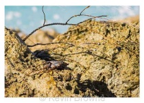 image of rock_crab