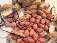 image of peanut