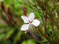 image of flower