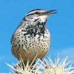 image of bird