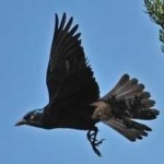 image of bird