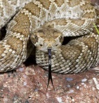 image of sidewinder