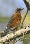 image of robin
