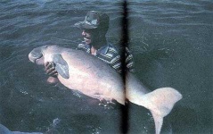 image of dugong