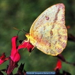 image of sulphur_butterfly #5
