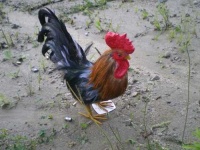 image of cock