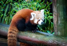 image of animal