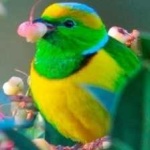 image of bird