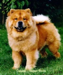 image of chow