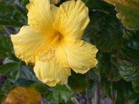 image of flower