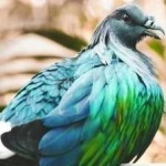 image of bird