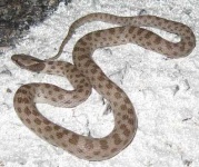 image of night_snake