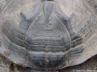 image of mud_turtle