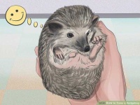 image of hedgehog