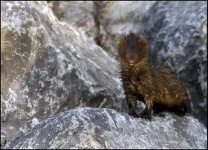 image of mink