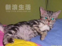 image of tabby