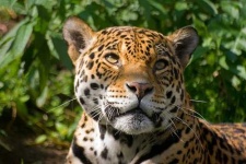 image of jaguar_car