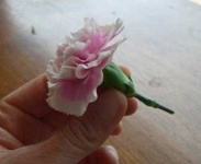 image of flower