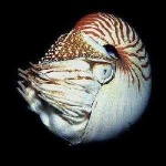 image of nautilus