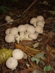image of mushroom