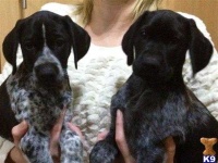 image of german_short_haired_pointer