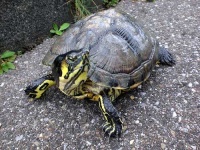 image of terrapin