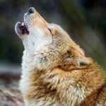 image of animal