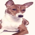 image of animal