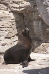 image of animal