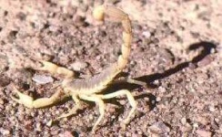 image of scorpion