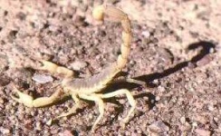 image of scorpion #8