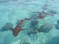 image of stingray