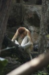 image of proboscis_monkey