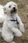 image of animal