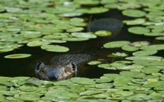 image of beaver